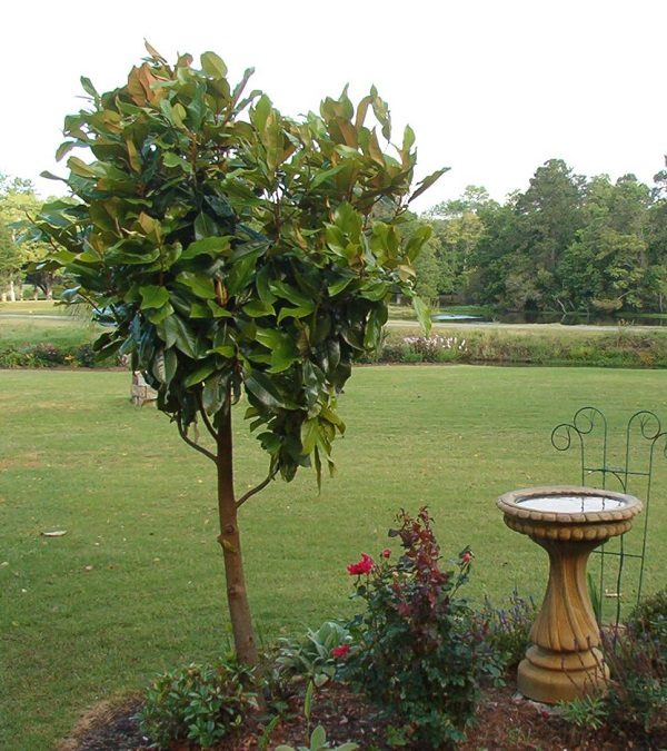 charleston magnolia tree 600x675 1