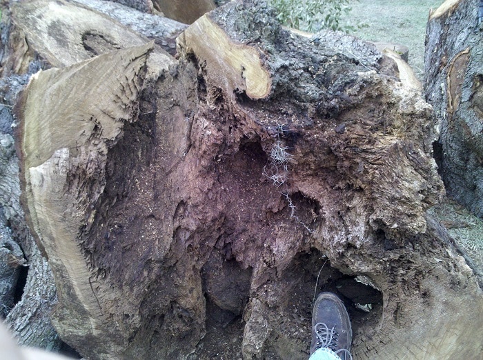 charleston tree rot