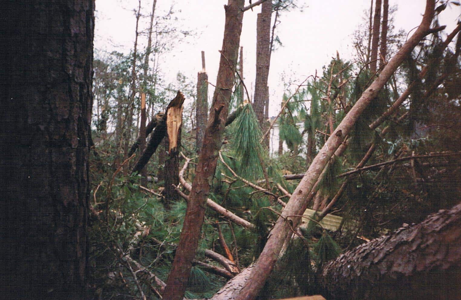 charleston hurricane tree damage