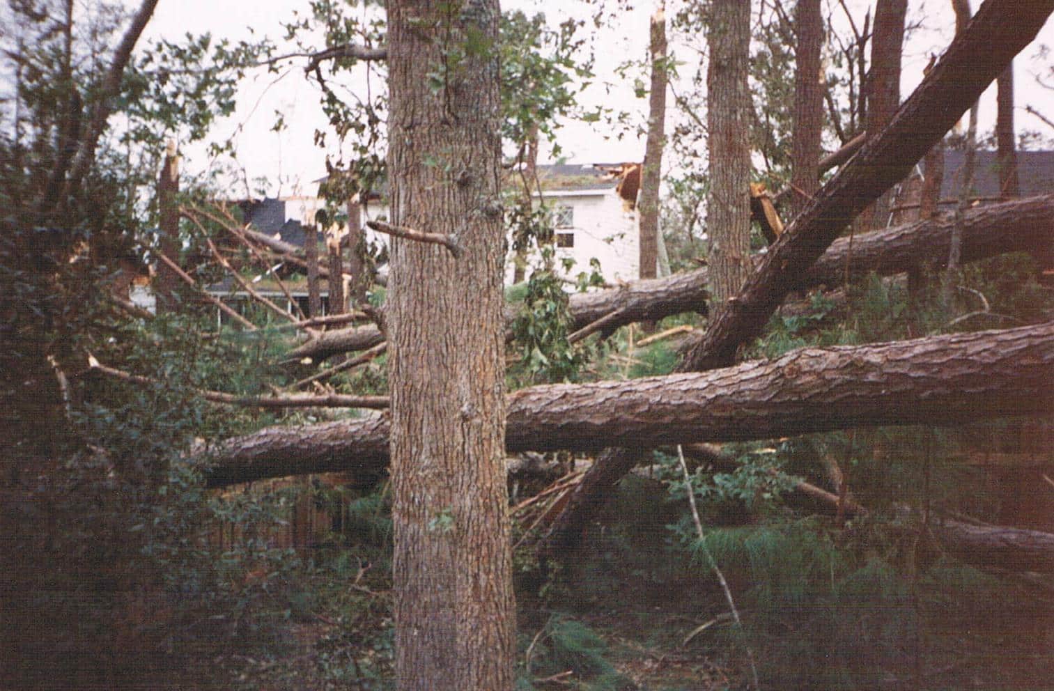 charleston sc hurricane tree removal