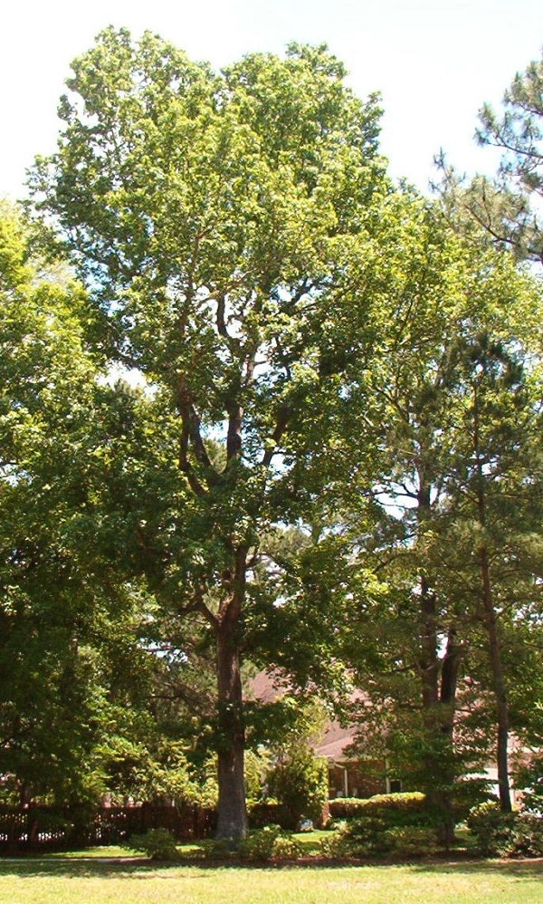 charleston sweet gum tree