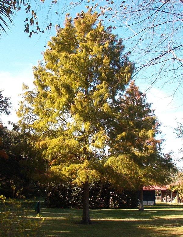 cypress tree mount pleasant sc
