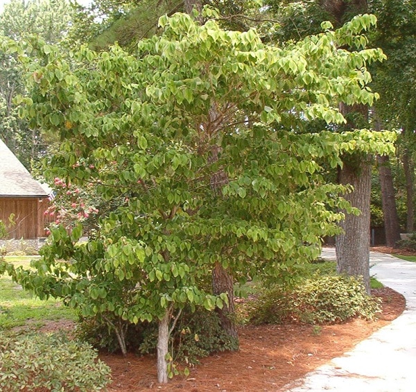 dogwood tree charleston sc