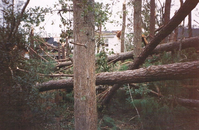 hurricane storm tree damage