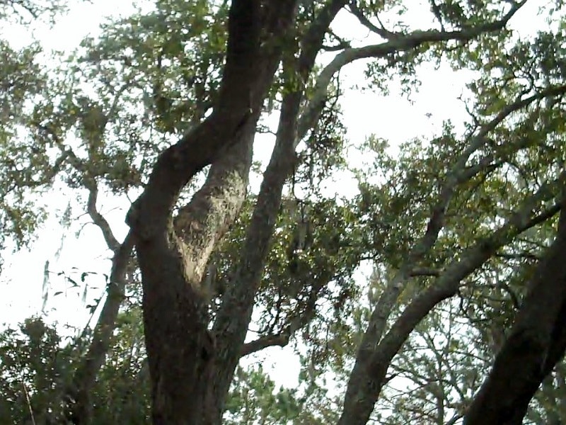 live oak trimming sullivans island south carolina 4a