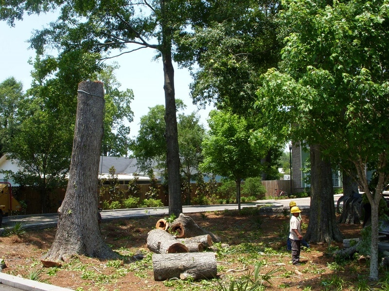 lowcounty tree removal