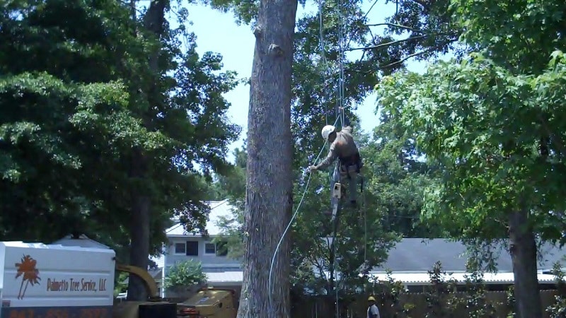 oak grove sc tree climbing