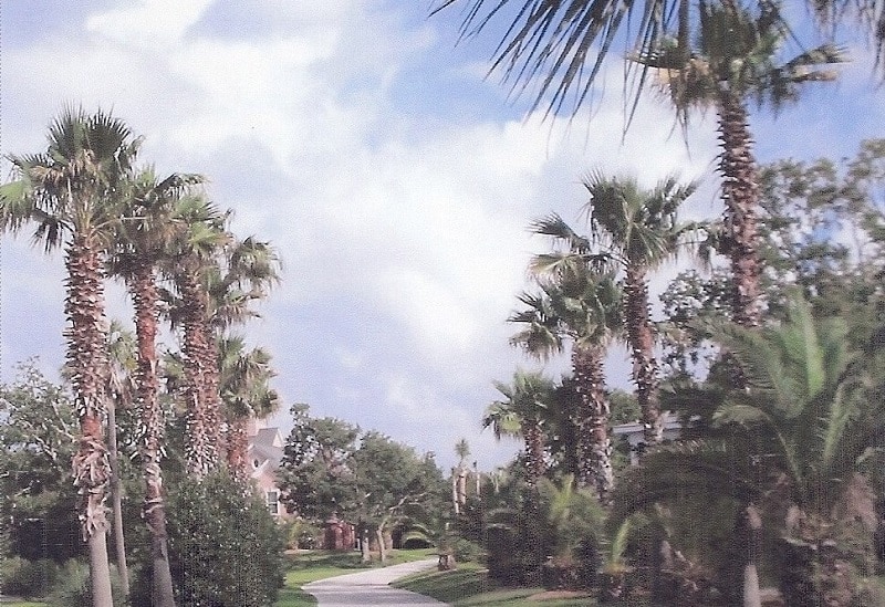 palmetto trees after pruning
