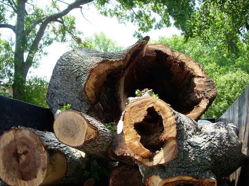 charleston tree removal 1
