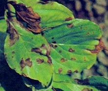 dogwood anthracnose tree disease