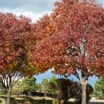 autumn purple ash tree