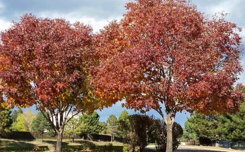 autumn purple ash tree