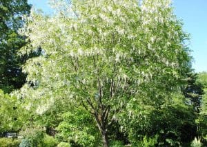 american-yellowwood-tree