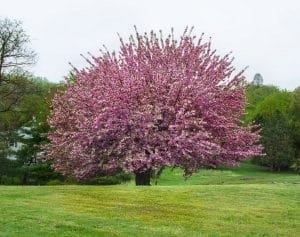 flowering-crabapple-tree