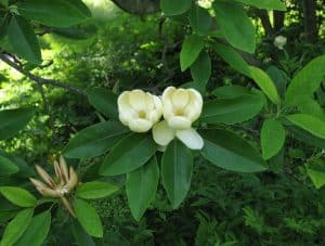 sweetbay-magnolia-tree